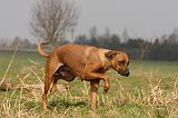 RODESIAN RIDGEBACK 148